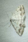 Scopula decorata