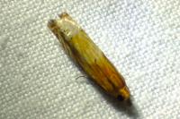 Eucosma cana / Eucosma hohenwartiana