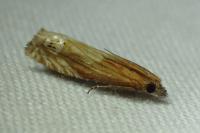 Eucosma cana / Eucosma hohenwartiana