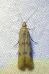 Homoeosoma sinuella