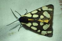 Arctia villica
