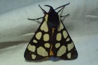 Arctia villica