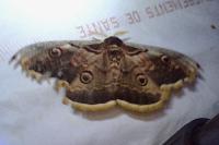 Saturnia pyri