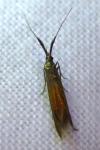 Coleophora