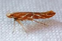 Pyroderces argyrogrammos