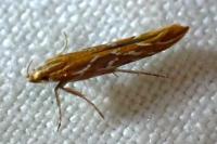 Pyroderces argyrogrammos