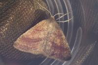 Aplasta ononaria