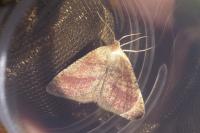 Aplasta ononaria