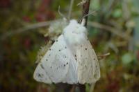 Spilosoma lubricipeda