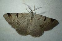 Itame vincularia