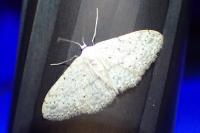 Idaea seriata