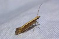 Plutella xylostella
