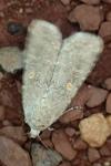 Spodoptera exigua
