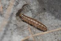Tholera cespitis