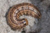 Tholera cespitis