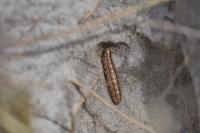 Tholera cespitis