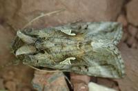 Autographa gamma