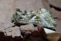 Autographa gamma
