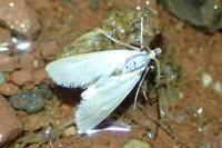 Acentria ephemerella