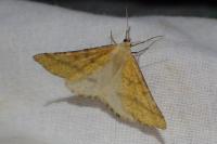 Aspitates ochrearia