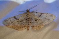 Peribatodes rhomboidaria