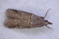 Acrobasis obliqua