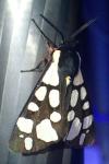 Arctia villica