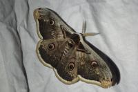 Saturnia pyri