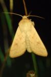 Mythimna vitellina