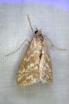 Evergestis frumentalis
