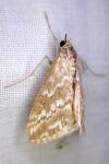 Evergestis frumentalis