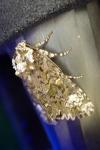 Craniophora ligustri