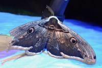 Saturnia pyri