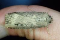 Agrotis ipsilon