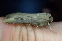 Agrotis ipsilon