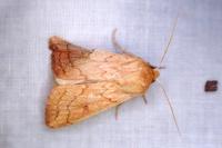 Mythimna vitellina