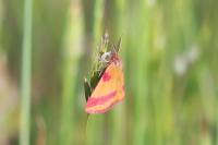 Lythria cruentaria