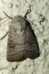 Hoplodrina ambigua