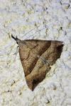 Hypena proboscidalis