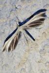 Pterophorus pentadactylus