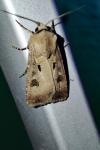 Agrotis exclamationis