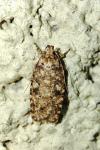 Agonopterix heracliana