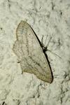 Scopula nigropunctata