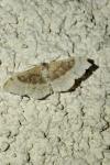 Idaea degeneraria