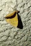 Camptogramma bilineata