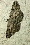 Peribatodes rhomboidaria