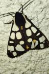 Arctia villica