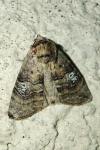 Tethea ocularis