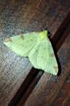 Opisthograptis luteolata