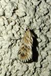 Cynaeda dentalis